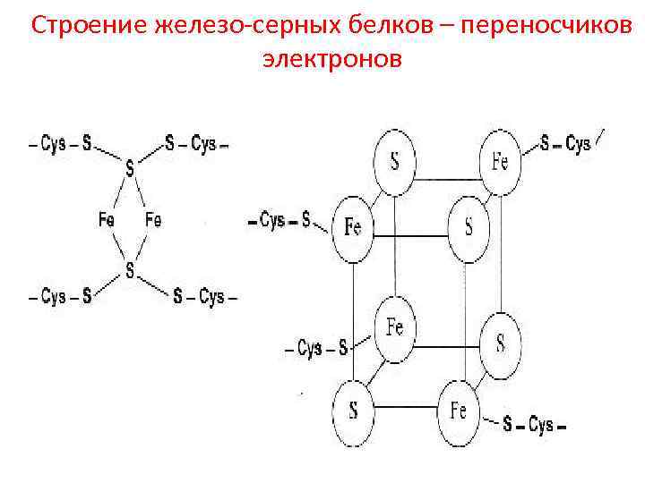 Строение железо-серных белков – переносчиков электронов 