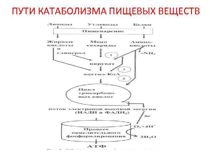 Общая схема катаболизма питательных веществ в организме