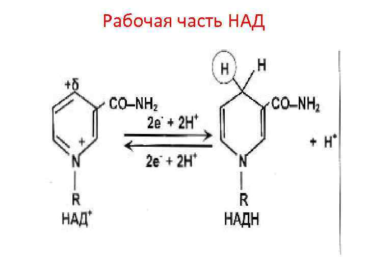 Рабочая часть НАД 