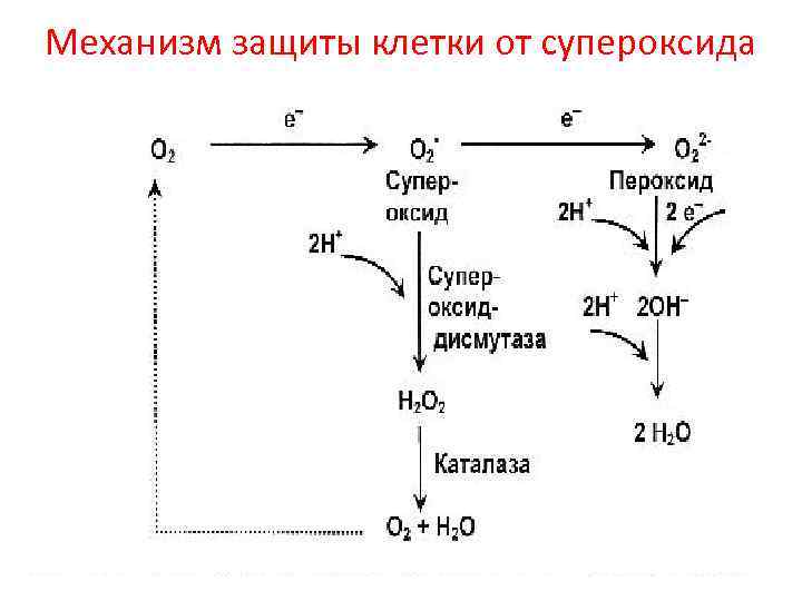 Общая схема тканевого дыхания