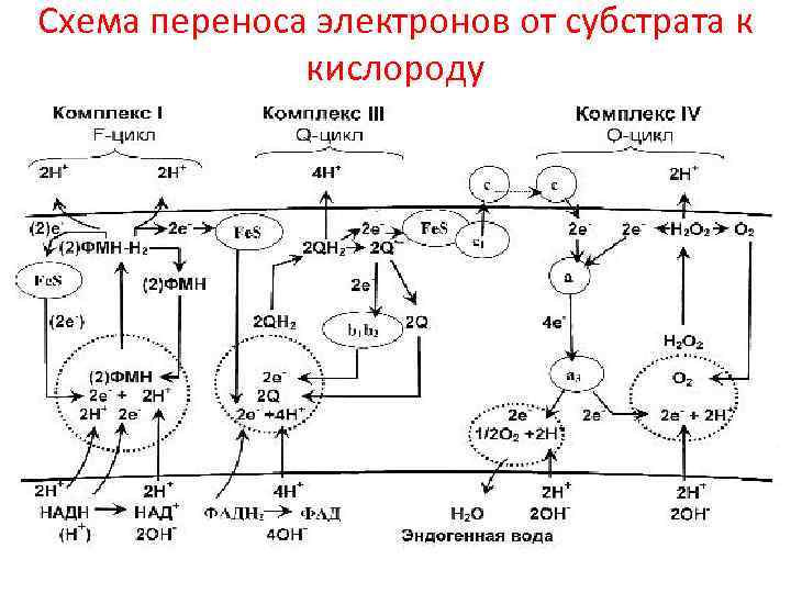 Общая схема тканевого дыхания