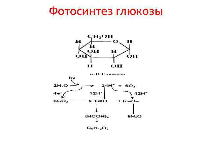 Фотосинтез глюкозы 