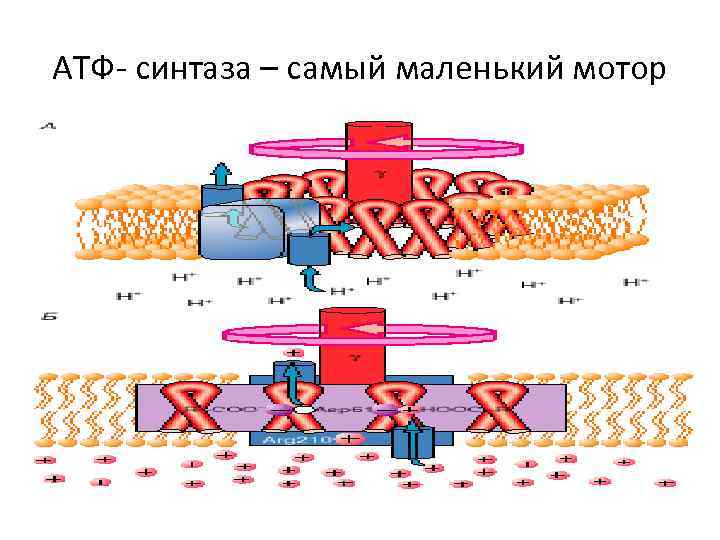 АТФ- синтаза – самый маленький мотор 