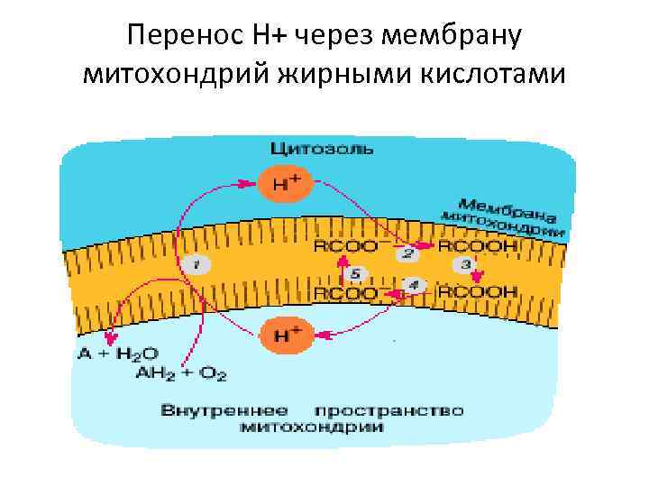 Перенос Н+ через мембрану митохондрий жирными кислотами 