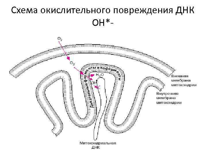 Схема окислительного повреждения ДНК ОН*- 