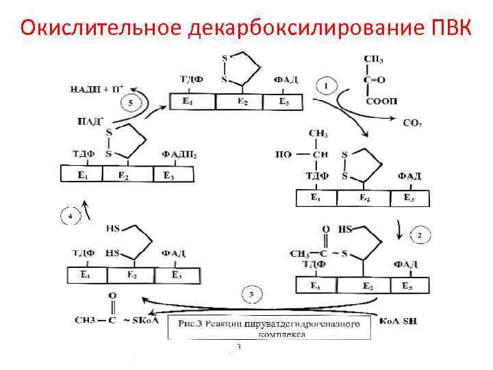 Окислительное декарбоксилирование ПВК 