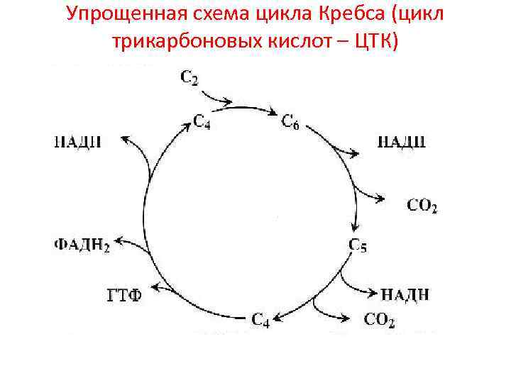 Цикл кребса схема