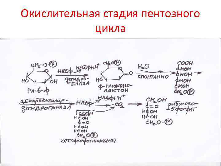 Окислительная стадия пентозного цикла 