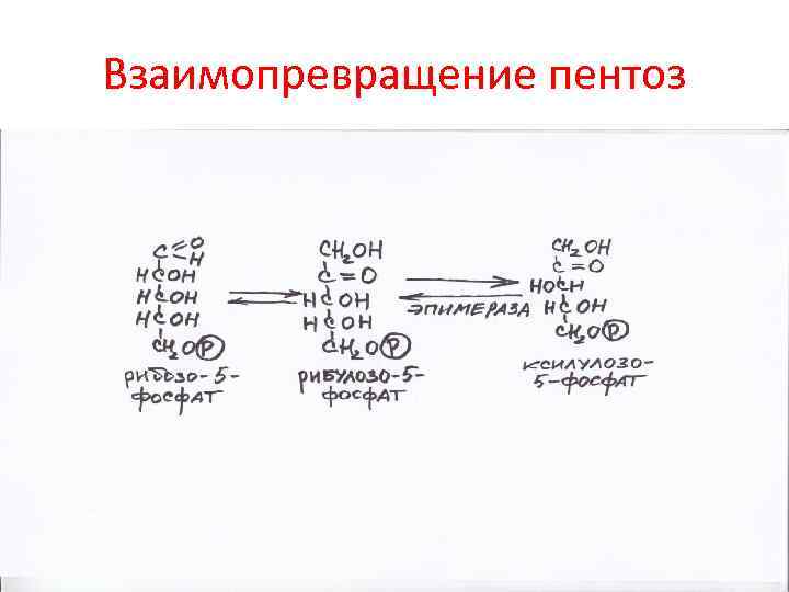 Взаимопревращение пентоз 