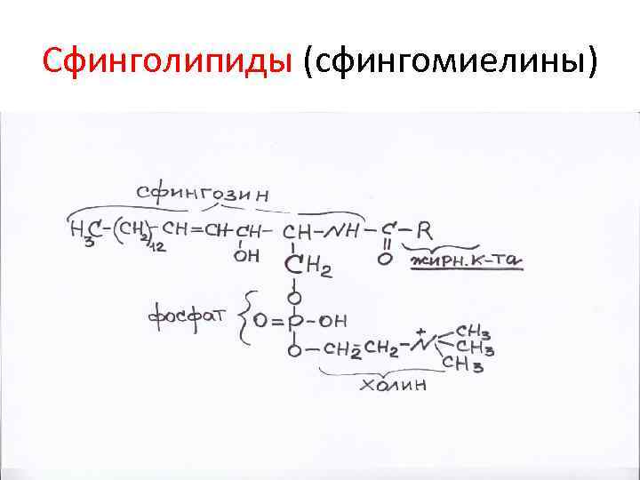 Структура глицерофосфатов и сфинголипидов. Сфинголипиды церамиды сфингомиелины. Сфинголипиды (сфингомиелины, цереброзиды, ганглиозиды).. Сфингомиелин структура. Сфинголипиды биохимия функции.