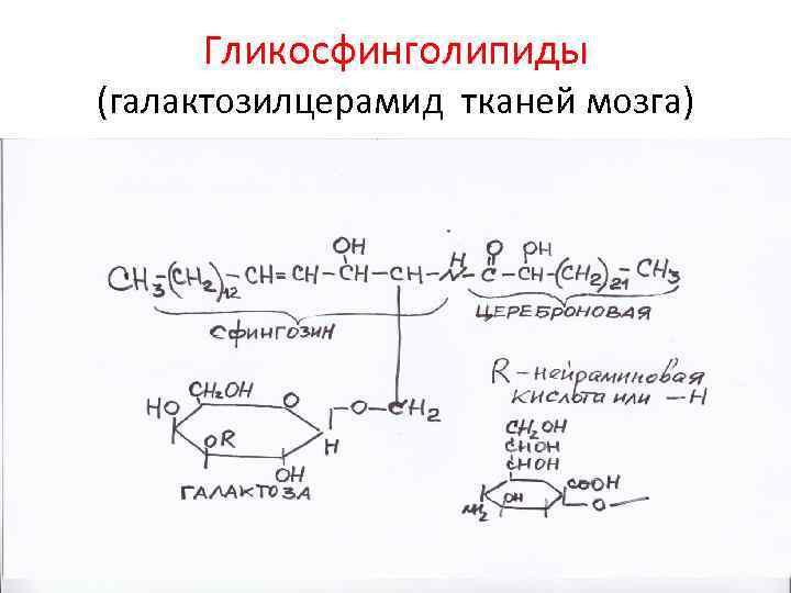 Гликосфинголипиды (галактозилцерамид тканей мозга) 