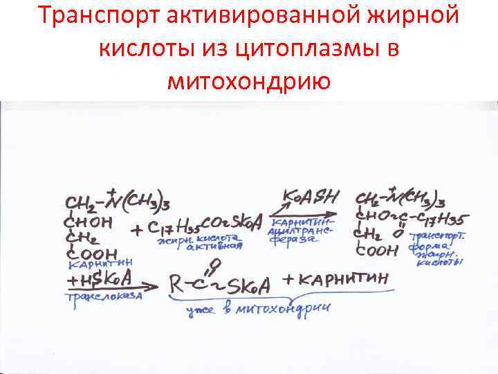 Транспорт активированной жирной кислоты из цитоплазмы в митохондрию 