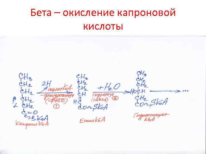 Бета – окисление капроновой кислоты 