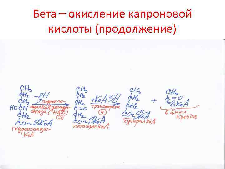 Бета – окисление капроновой кислоты (продолжение) 