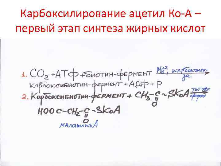 Карбоксилирование ацетил Ко-А – первый этап синтеза жирных кислот 