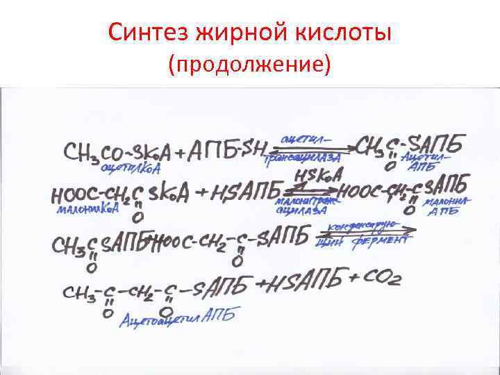 Синтез жирной кислоты (продолжение) 