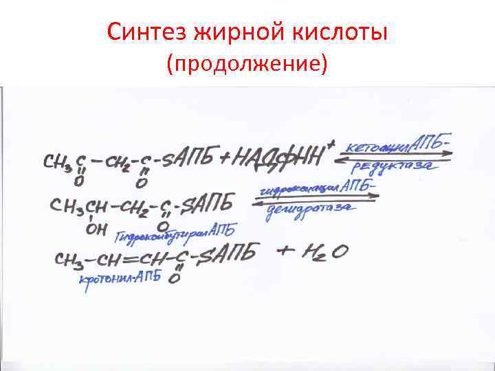 Синтез жирной кислоты (продолжение) 