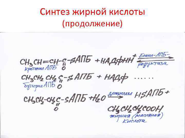 Синтез жирной кислоты (продолжение) 