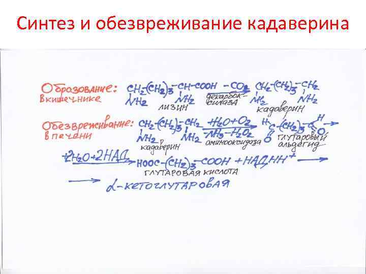 Синтез и обезвреживание кадаверина 