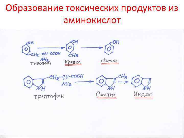 Белки являются источником аминокислот. Токсичные продукты аминокислоты. Основной токсический продукт обмена аминокислот. Переаминирование белков. Из какой аминокислоты образуется токсичные.