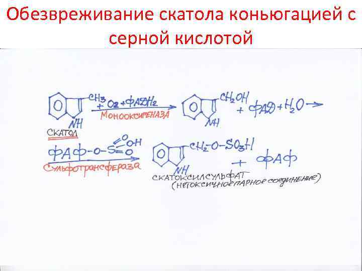 Обезвреживание скатола коньюгацией с серной кислотой 