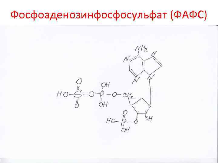 Фосфоаденозинфосфосульфат (ФАФС) 