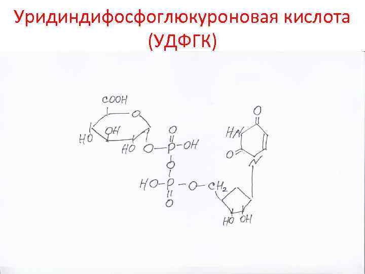 Уридиндифосфоглюкуроновая кислота (УДФГК) 