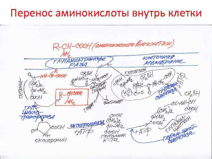 Перенос аминокислоты внутрь клетки 