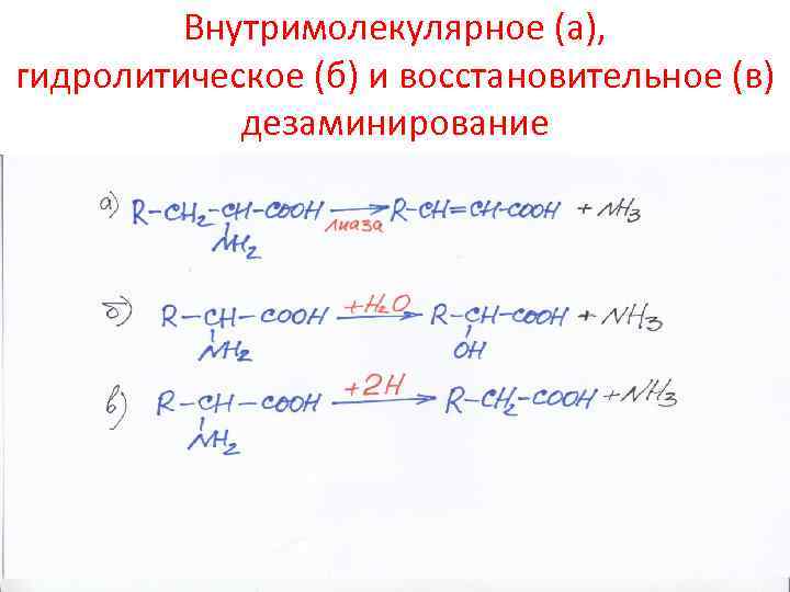 Внутримолекулярное (а), гидролитическое (б) и восстановительное (в) дезаминирование 