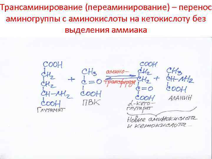 Трансаминирование (переаминирование) – перенос аминогруппы с аминокислоты на кетокислоту без выделения аммиака 