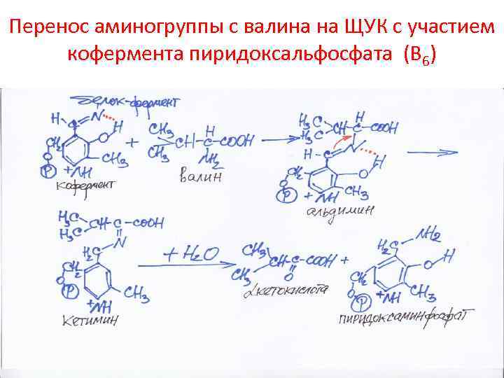 Перенос аминогруппы с валина на ЩУК с участием кофермента пиридоксальфосфата (В 6) 