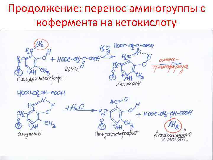 Продолжение: перенос аминогруппы с кофермента на кетокислоту 