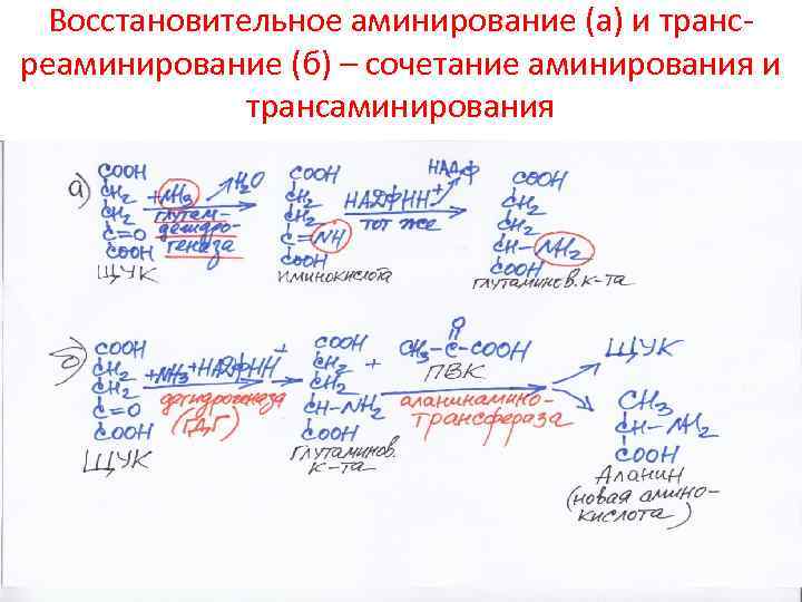 Восстановительное аминирование (а) и трансреаминирование (б) – сочетание аминирования и трансаминирования 