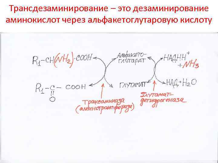 Окислительное дезаминирование глутаминовой кислоты