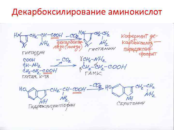 Декарбоксилирование аминокислот 