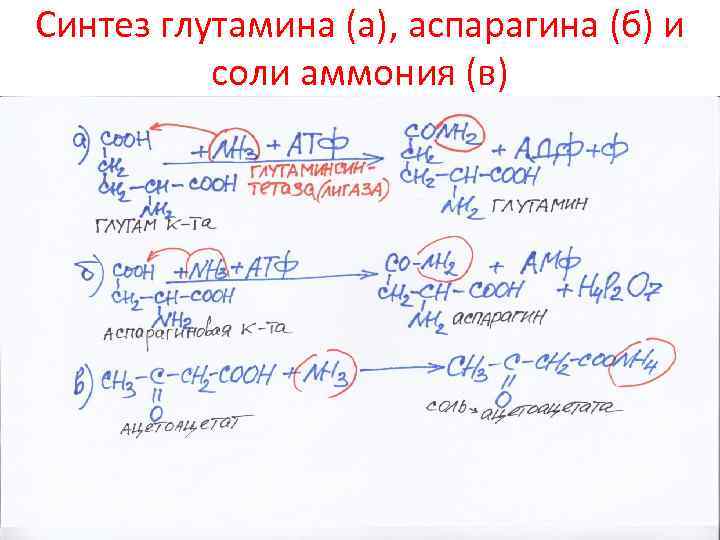 Синтез глутамина (а), аспарагина (б) и соли аммония (в) 