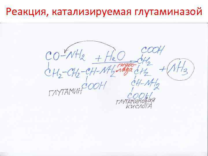 Реакция, катализируемая глутаминазой 