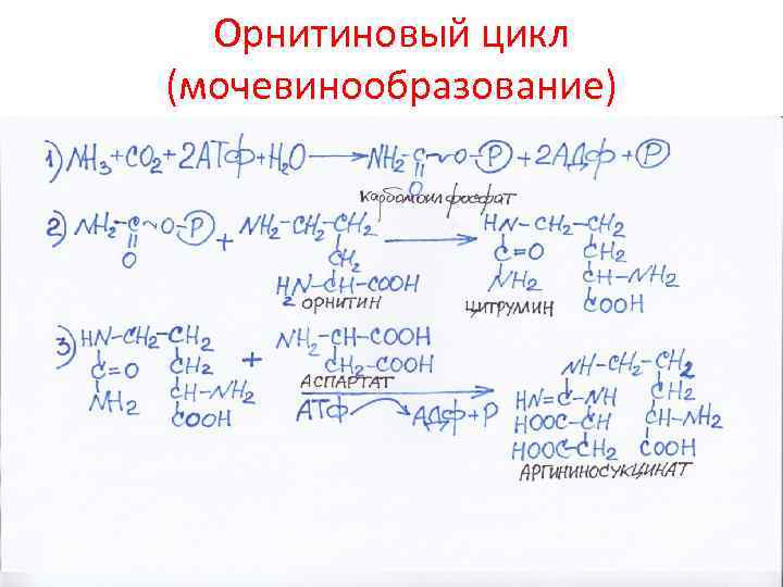 Орнитиновый цикл (мочевинообразование) 