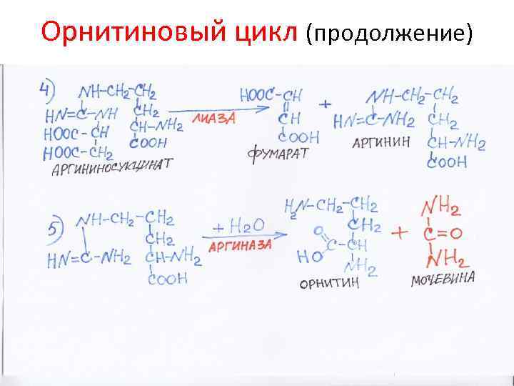 Орнитиновый цикл (продолжение) 