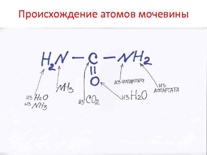 Происхождение атомов мочевины 