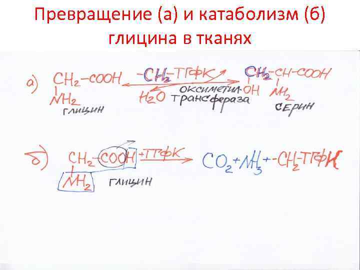 Превращение (а) и катаболизм (б) глицина в тканях 