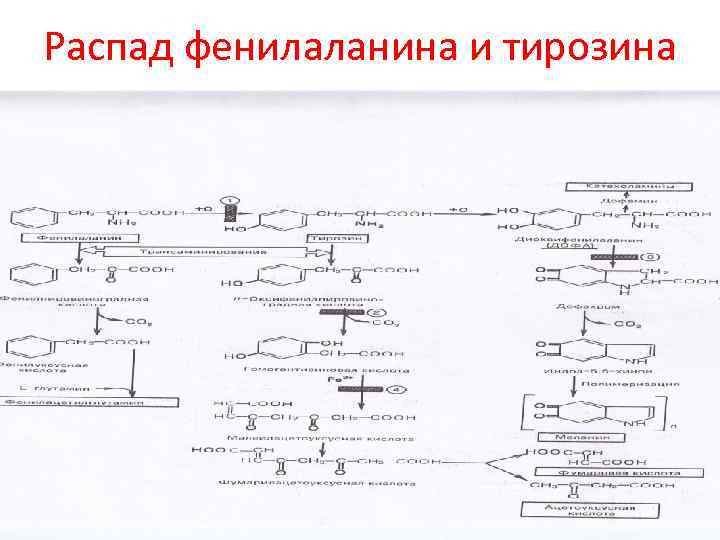 Образование фенилаланина. Обмен фенилаланина и тирозина биохимия схема. Пути превращения фенилаланина. Пути метаболизма фенилаланина.