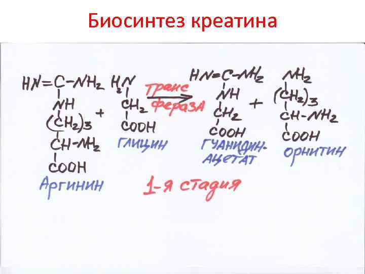 Биосинтез креатина 