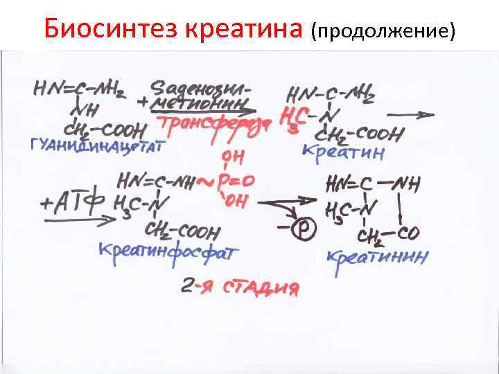 Биосинтез креатина (продолжение) 