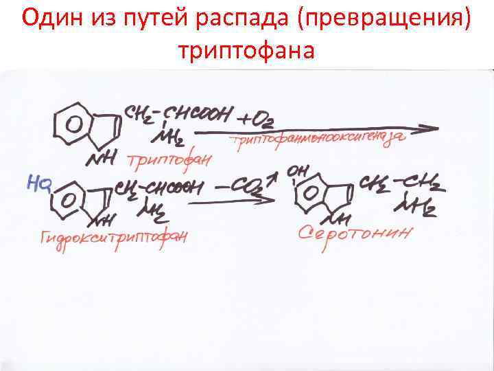 Один из путей распада (превращения) триптофана 