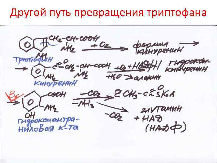 Другой путь превращения триптофана 