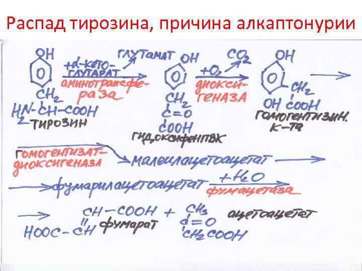 Распад тирозина, причина алкаптонурии 