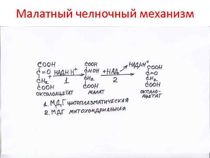 Схемы челночных механизмов биохимия