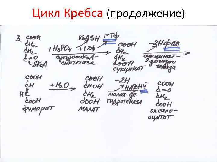 Цикл Кребса (продолжение) 