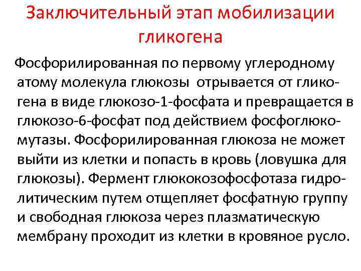 Заключительный этап мобилизации гликогена Фосфорилированная по первому углеродному атому молекула глюкозы отрывается от гликогена